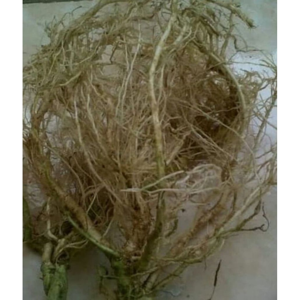 

Akar pohon takokak segar alami petik langsung 500 gram