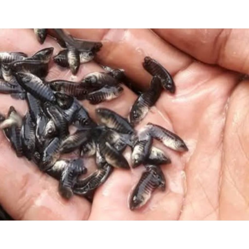 paket.  150 ekor gurame soang nguaci