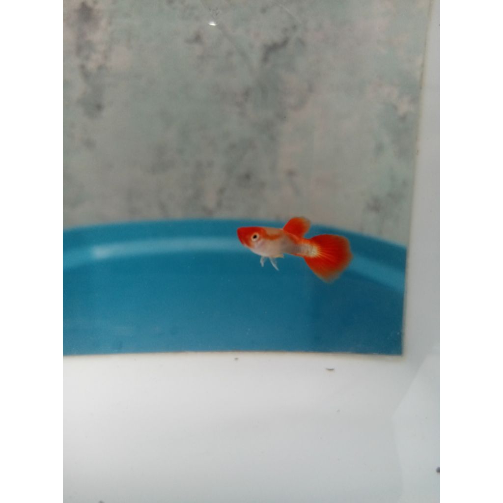 HIASAN GUPPY JENIS BLONDE KOI