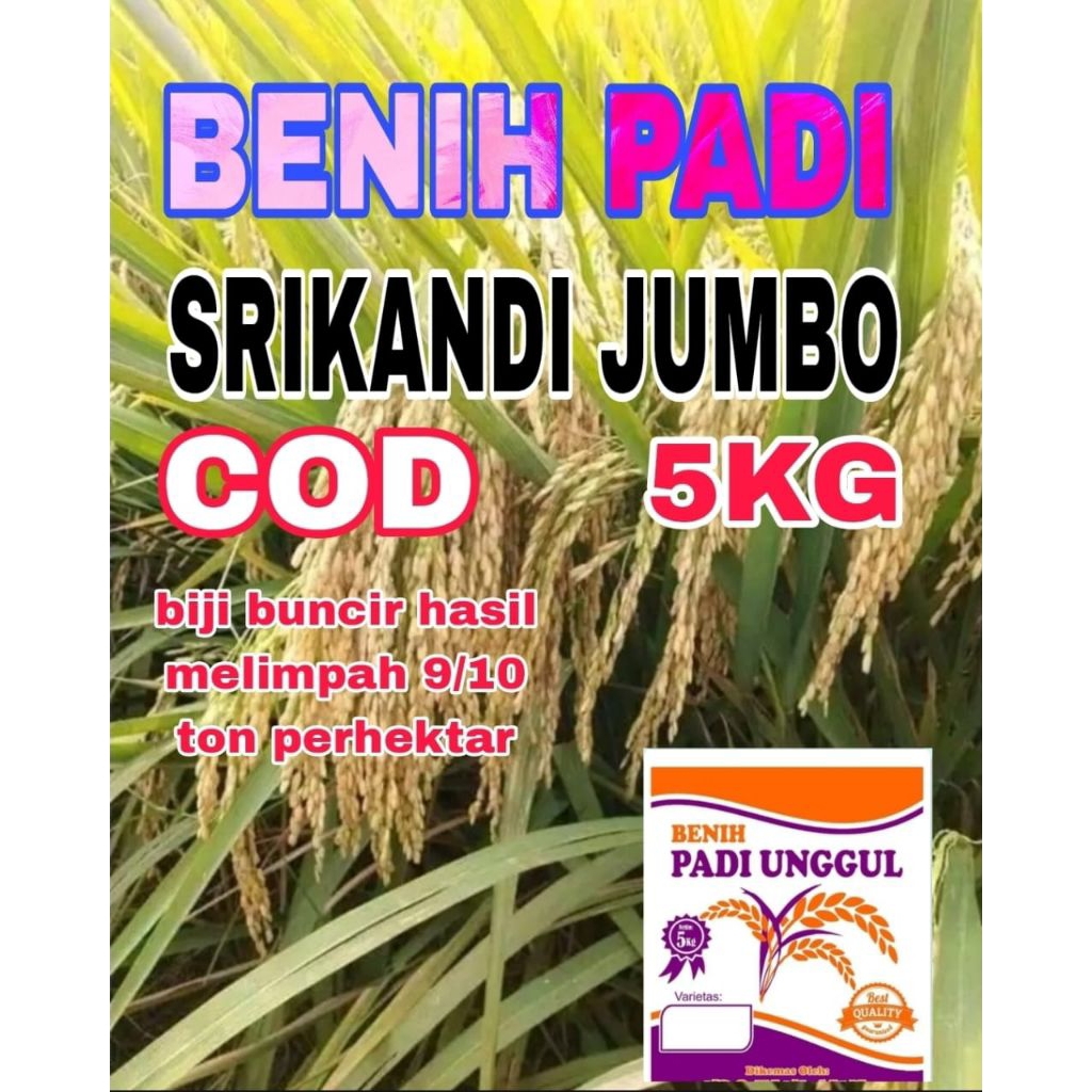 BENIH PADI 5KG SRIKANDI JUMBO BERSERTIFIKAT LABEL PUTIH ORIGINAL