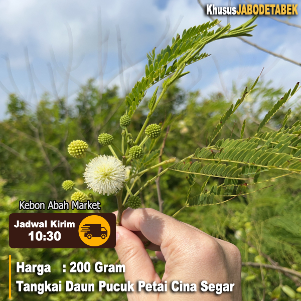

Daun Muda Lamtoro Petai Cina Mlandingan 200 Gram Obat Herbal Tangkai Lalapan Rebus Obat Herba