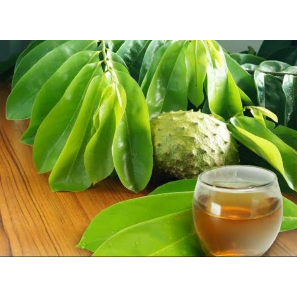 

daun sirsak kering herbal alami berat 1 kg