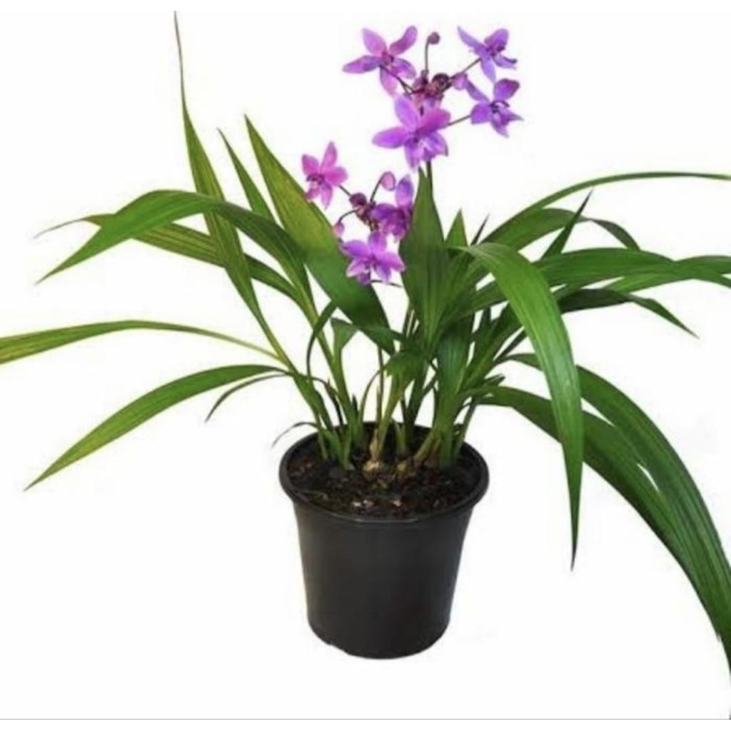 Pohon Anggrek Tanah Bunga Ungu Tanaman Hias Pohon Bunga Anggrek Ungu