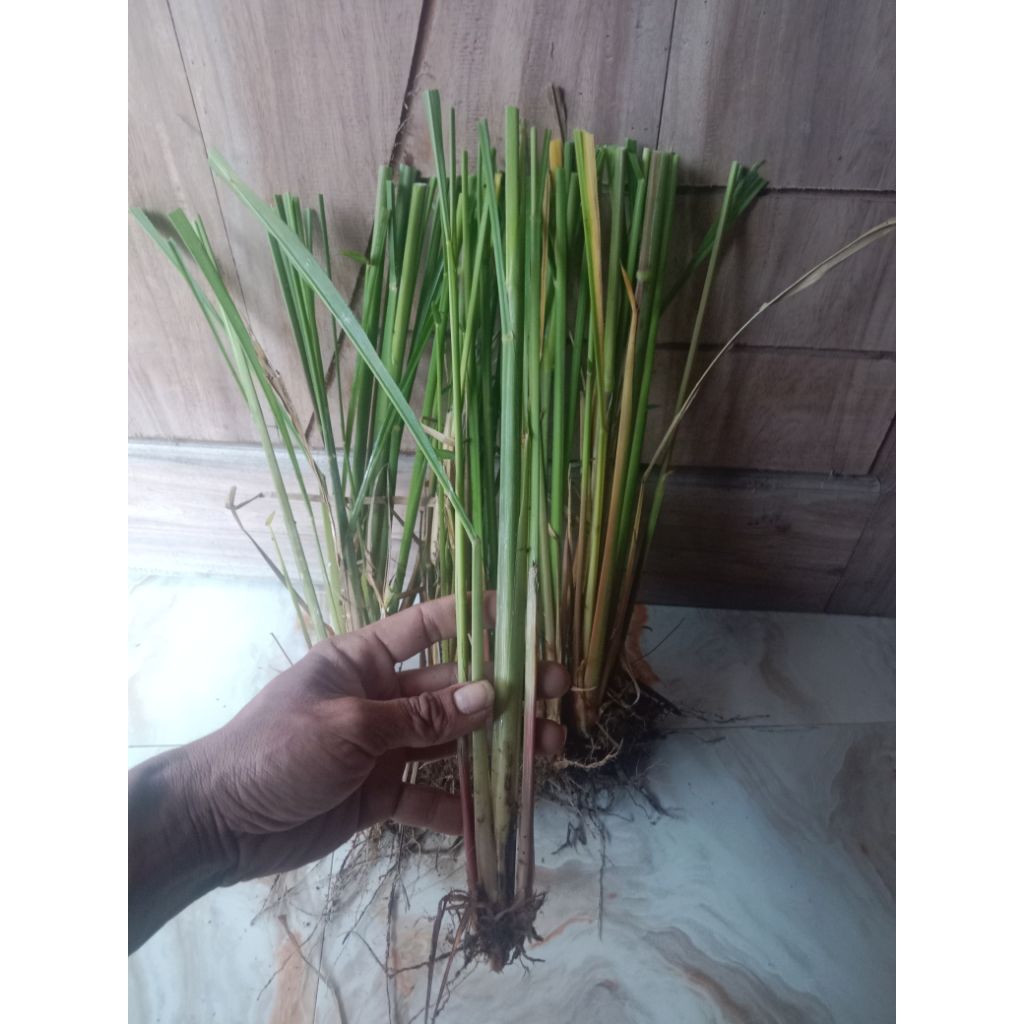 bibit rumput mombaca f1 cabutan berakar.