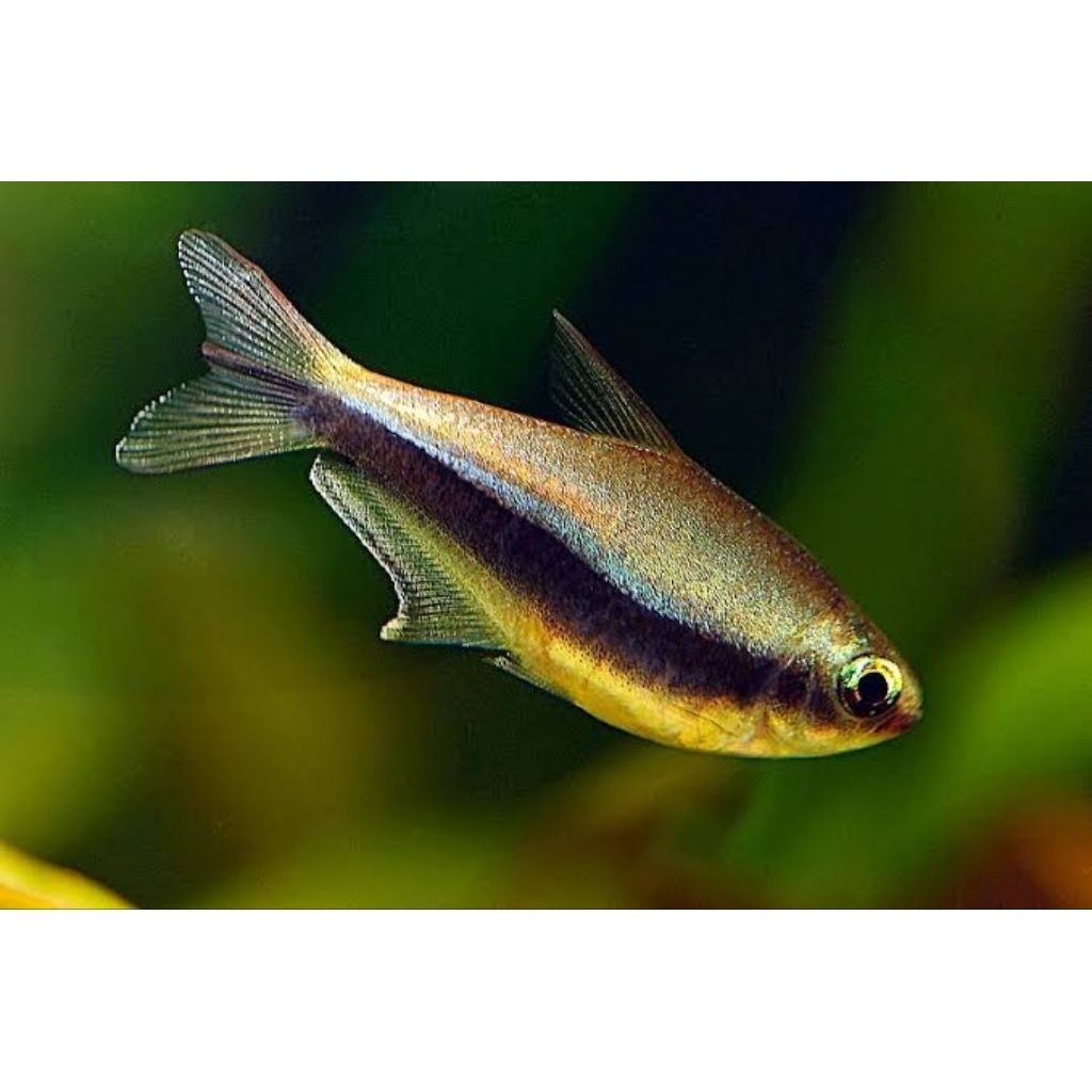 blue palmeri / emperor tetra