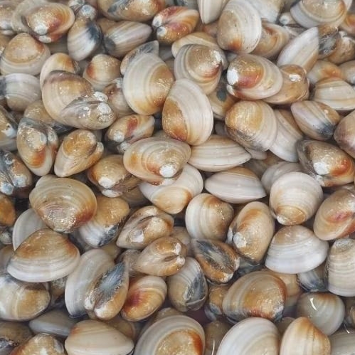 

kerang kepa / tahu hidup
