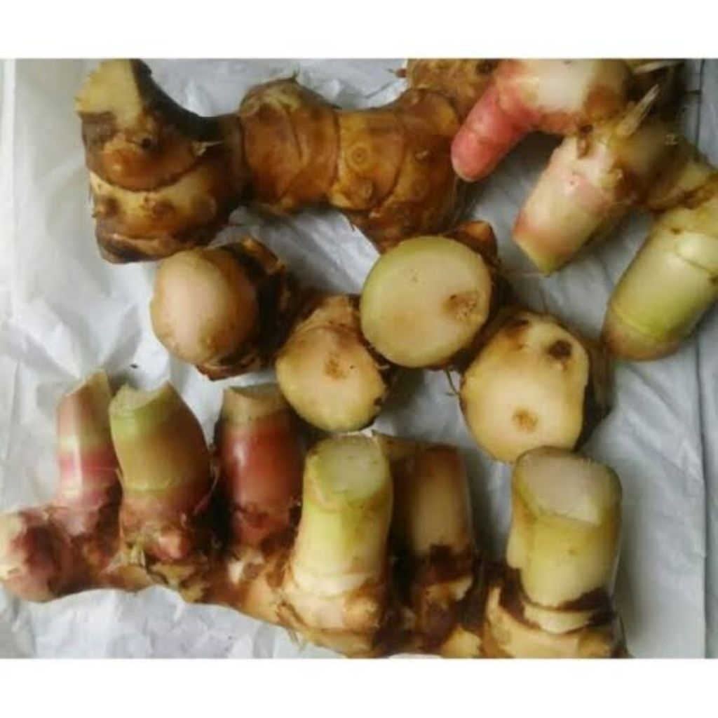 

Rimpang Pacing Asli 500 gram | Herbal cek Deskripsi