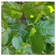 

DAUN JENGKOL SEGAR 100LEMBAR, OBAT HERBL TRADISIONAL