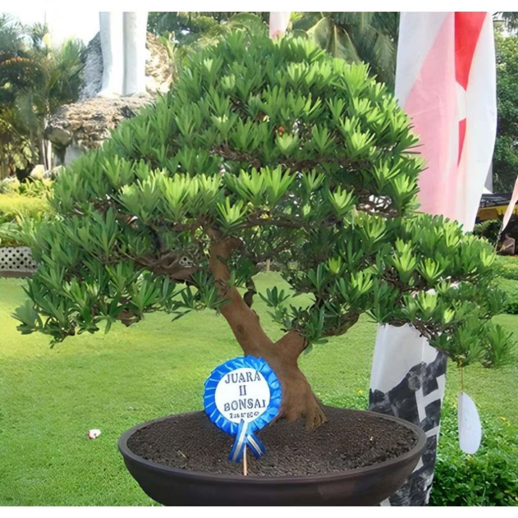 Biji benih pohon lohansung mawar / bahan bonsai