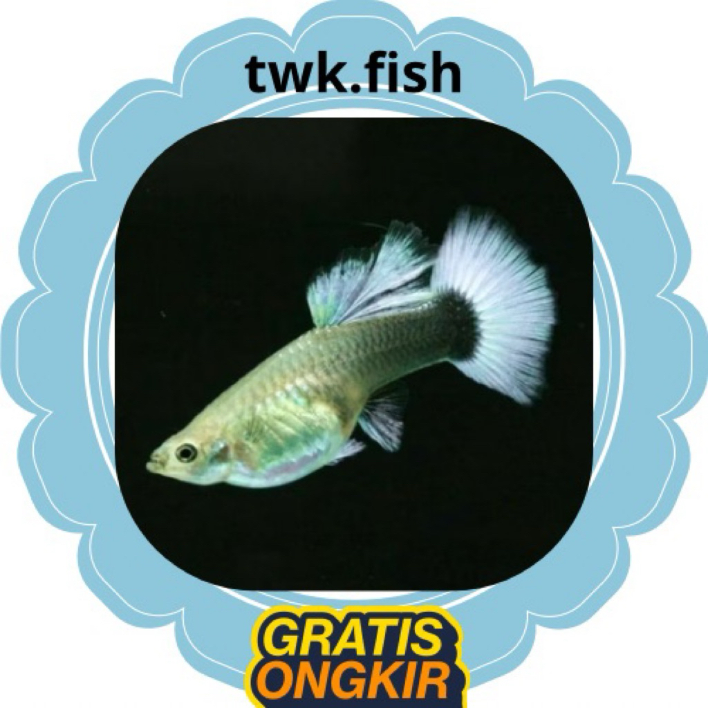 guppy betina hb white (half black blue) siap bertelur,gendong telur