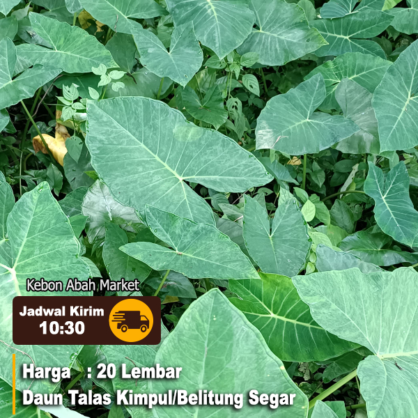 

Daun talas Bogor 20 lembar / fresh murah / bungkus buntil / masakan buntil segar lebar untuk pakan ikan keladi kimpul belitung Xanthosoma sagittifolium (L.) Schott