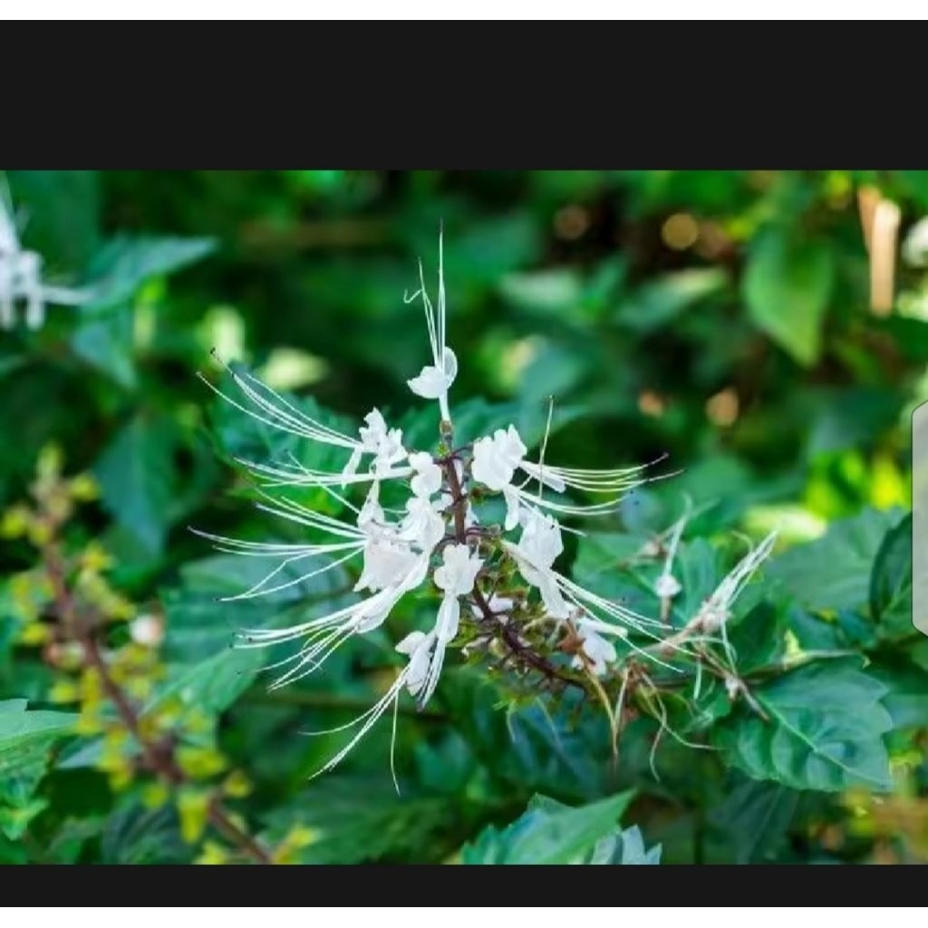

DAUN KUMIS KUCING SEGAR 100 GR OBAT TRADISIONAL