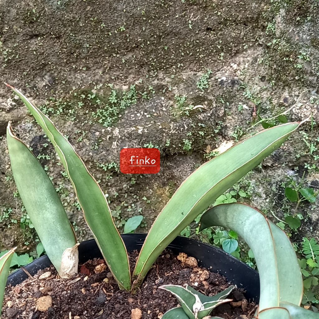 ES. 21736. sansevieria pedicellata morogoro, Tanzania.