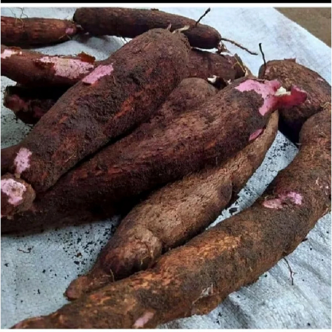 

Singkong Ketela Empuk 1KG - Empuk dan Bagus untuk Bolu