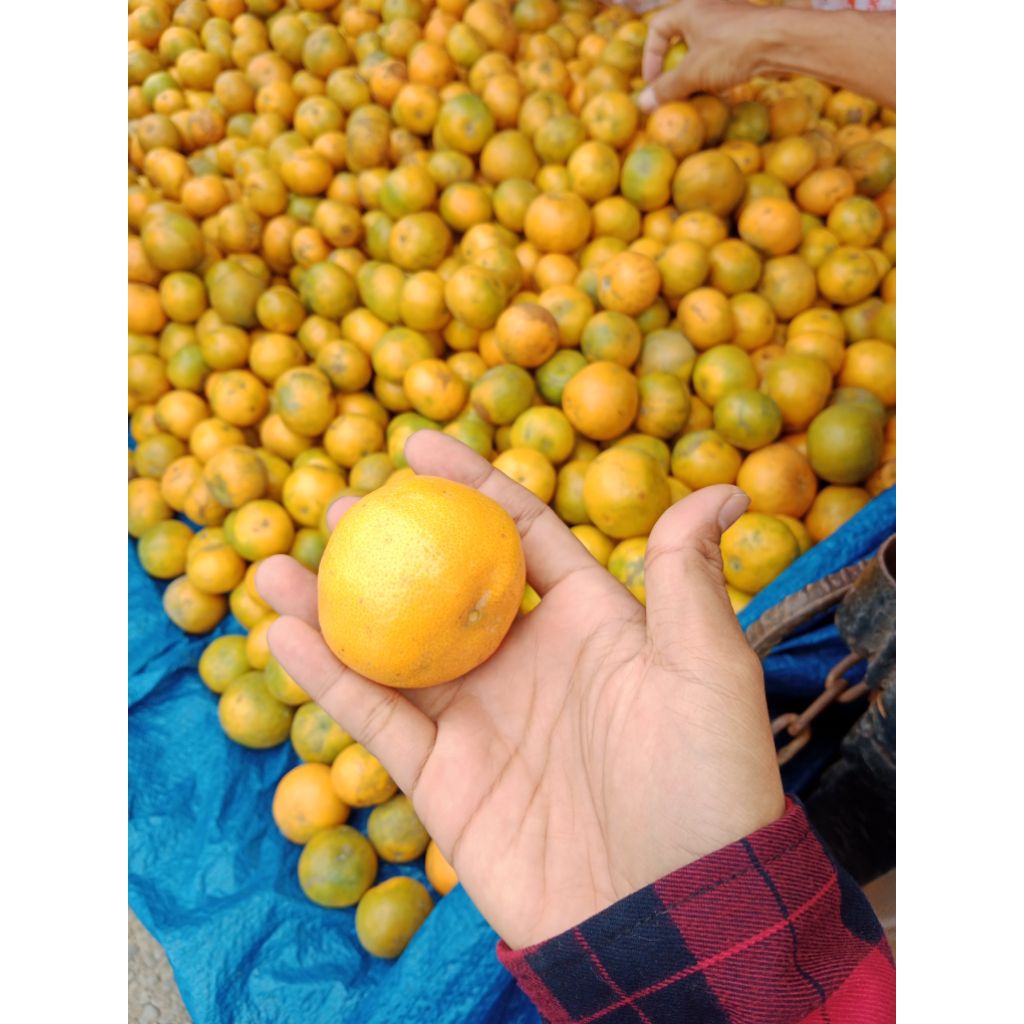 

Jeruk Manis Buah Jeruk manis Jeruk Medan,, Jeruk berastagi, Jeruk madu, jeruk manis 1kg
