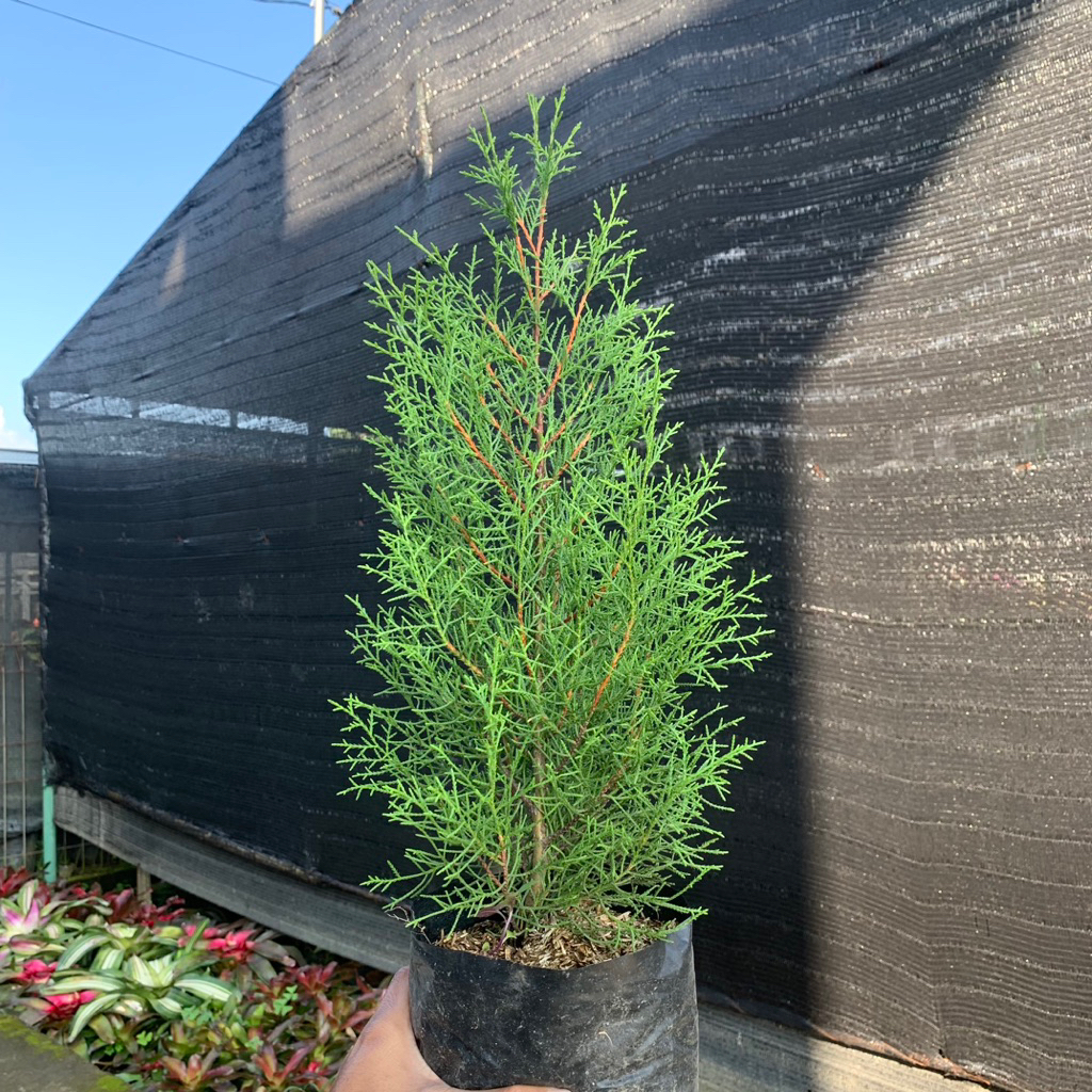 bibit tanaman cemara rentes/wangi ukuran 30-50cm - cemara rentes - cemara wangi - bibit pohon cemara