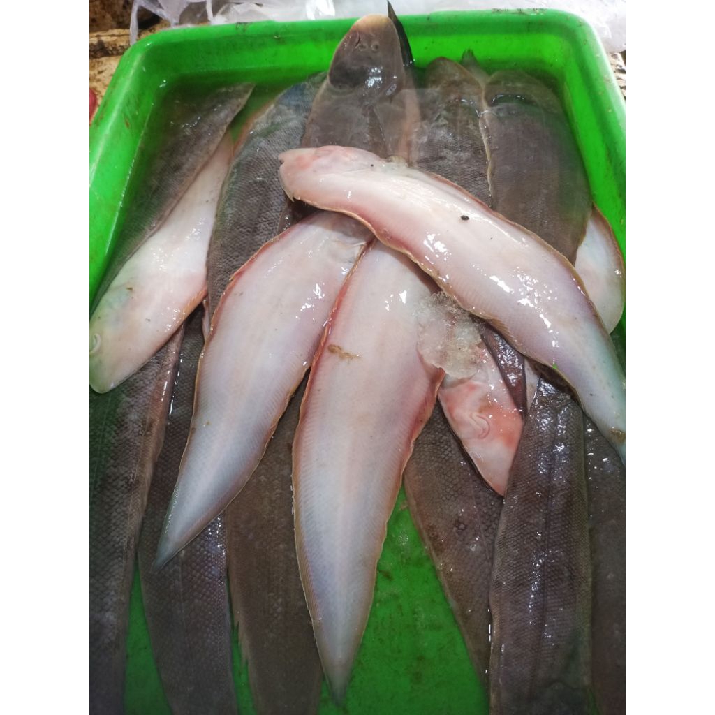 

Ikan Lidah Fresh 1kg