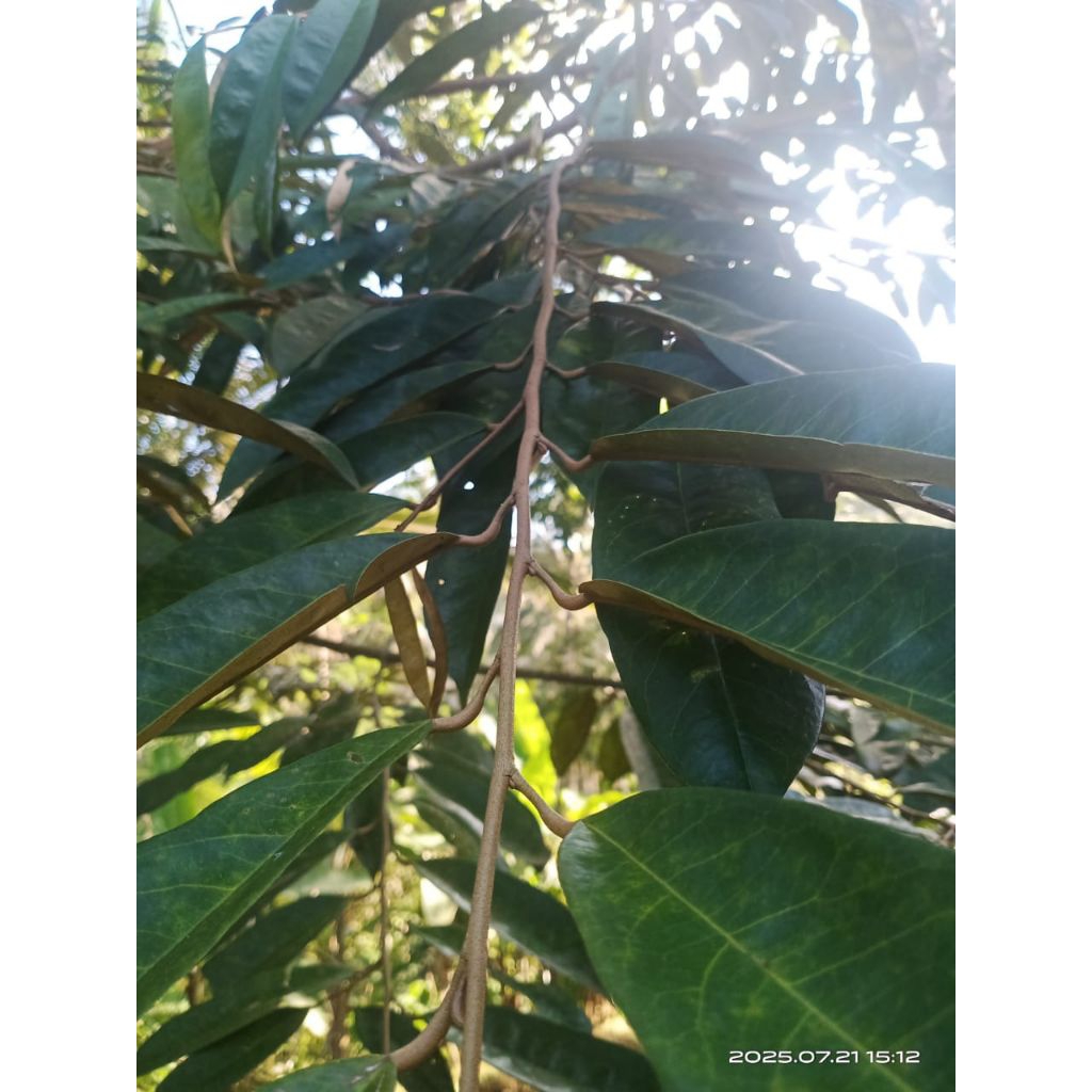 

daun durian segar 100 lembar