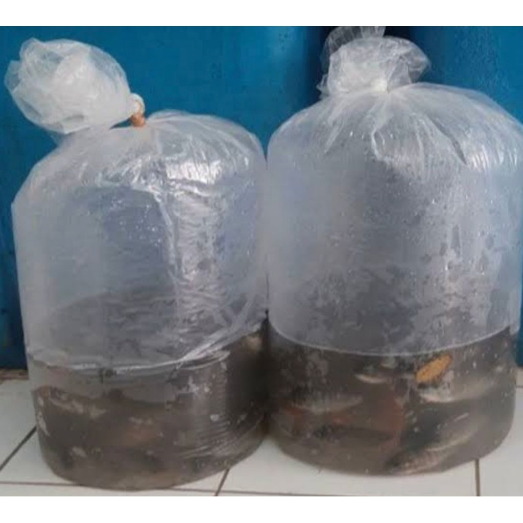 

paket ikan nila hidup 5kg(1kg isi 3-4-5)pesan sore/malam di kirim pagi
