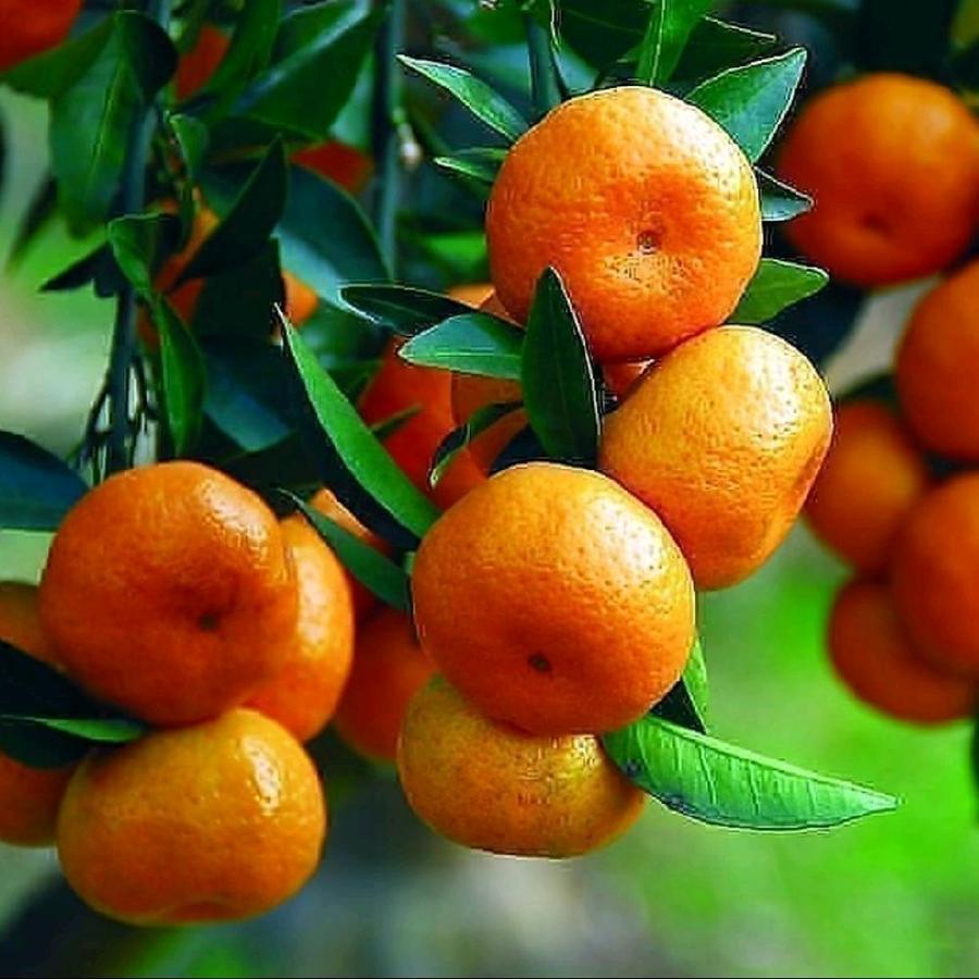 

Bibit Tanaman Buah Jeruk Santang Madu Stek Asli Cepat Berbuah Warna Orange Segar Bibit Jeruk