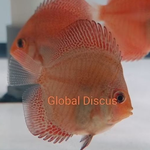 Discus Panthera HB / Discus aquascape High body kualitas terbaik