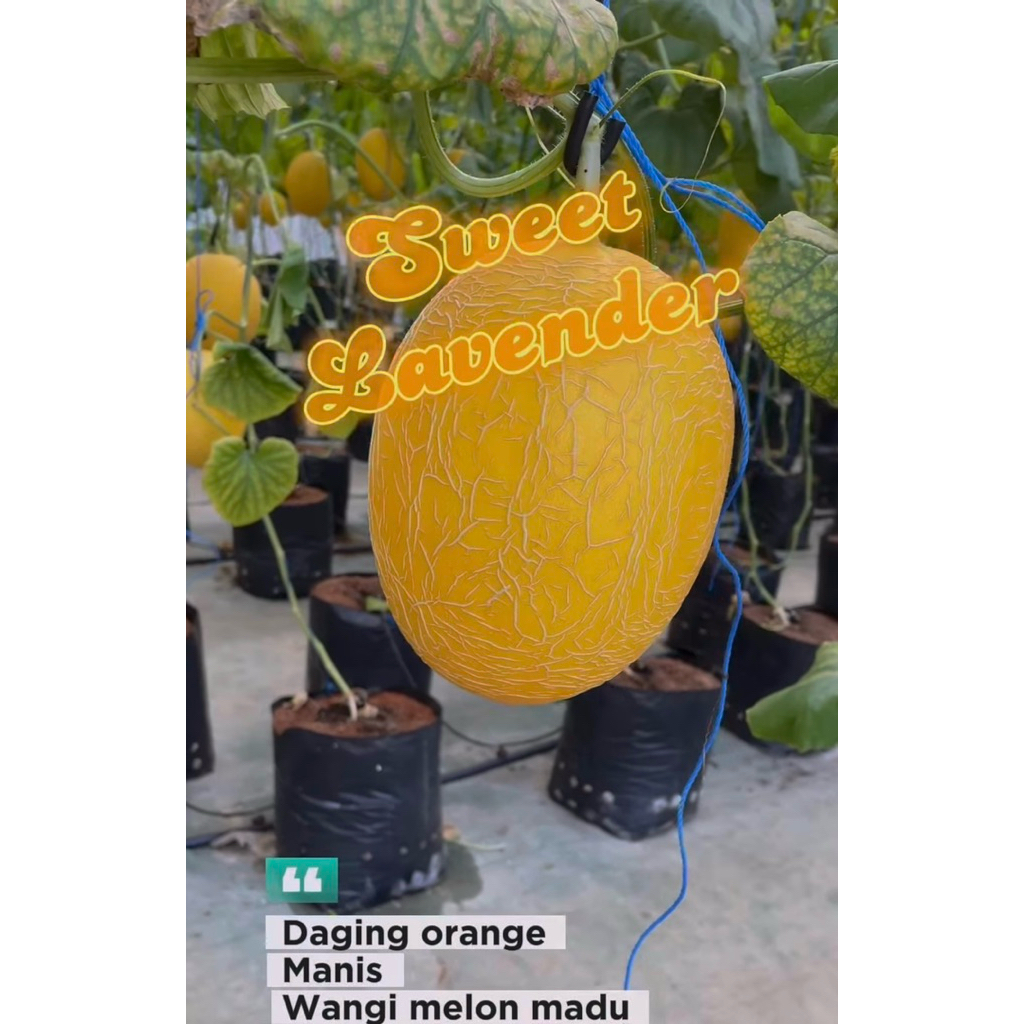Melon Sweet Lavender/Melon Premium/Melon Kuning/Melon Manis