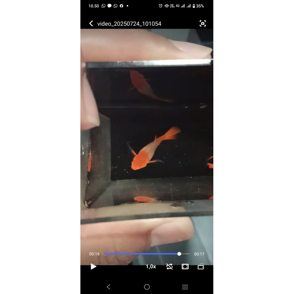 Paket Trio Albino Koi Red Ear Ribbon Slayer