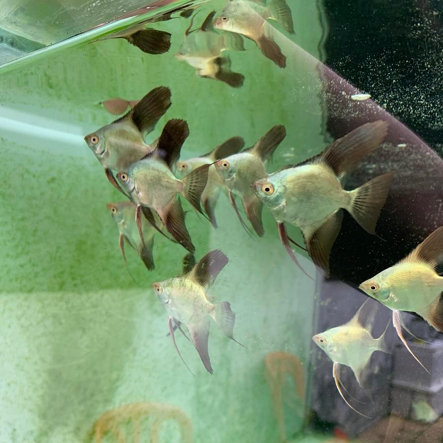 Manfish Blue Seal Point BSP