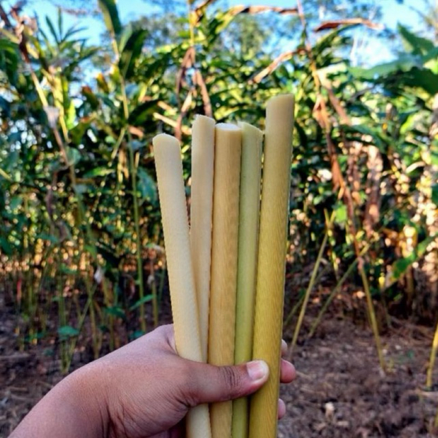 

Batang Kecombrang 1Kg Segar