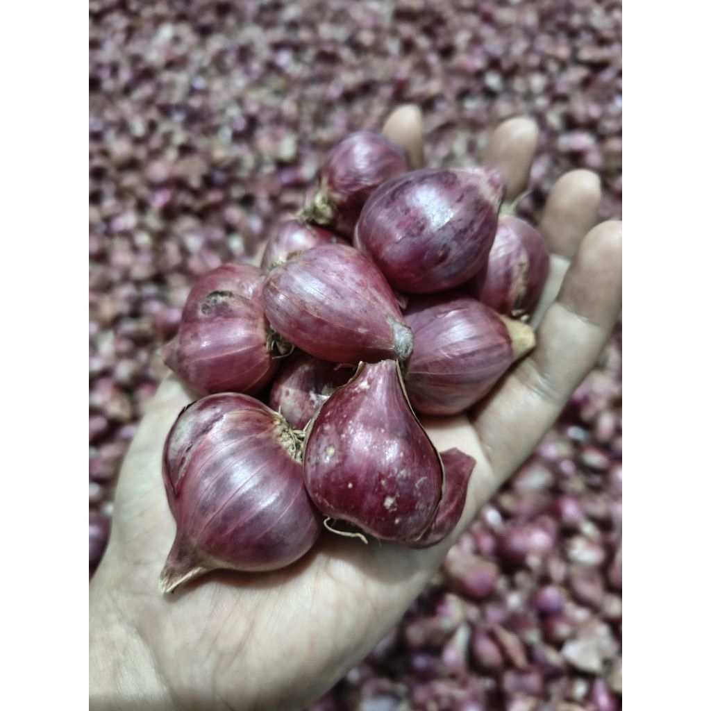 

Bawang Merah Lokal Super B Ukuran Tanggung Campur