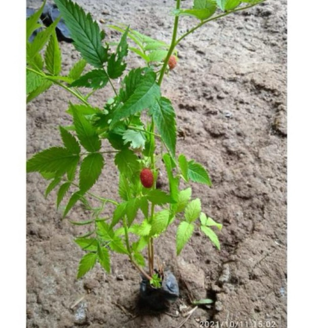 bibit tanaman arben hutan