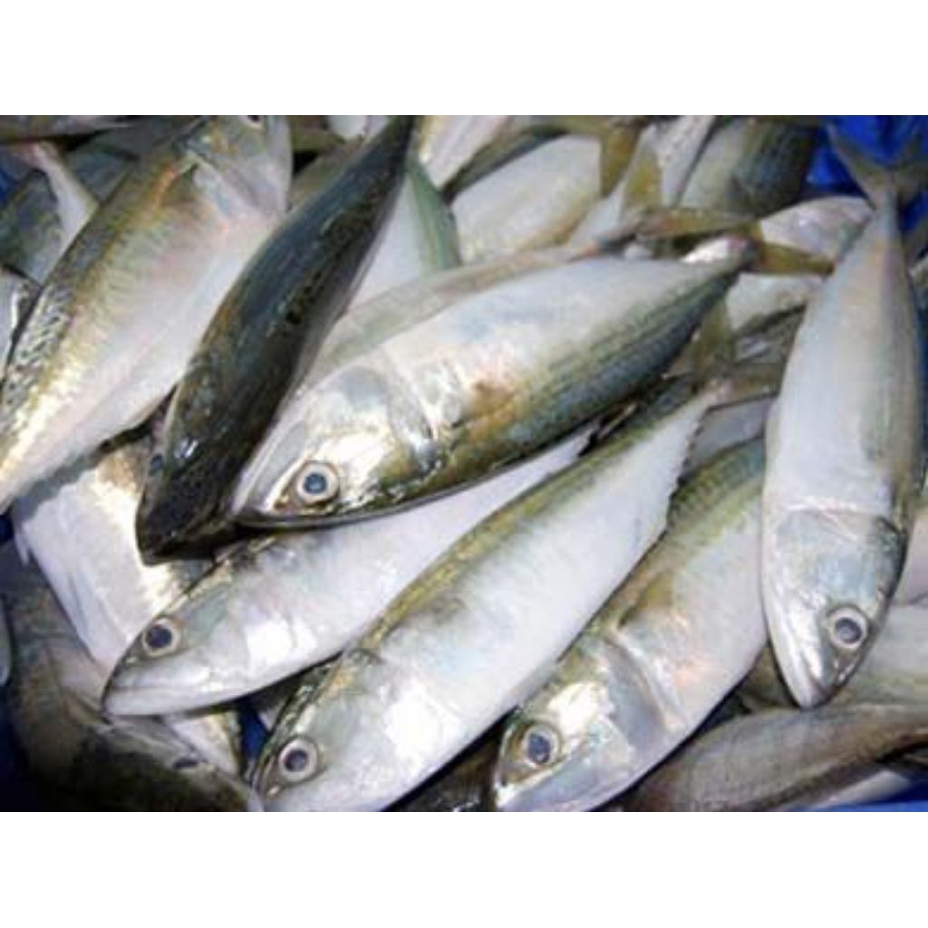 

ikan kembung segar siap masak