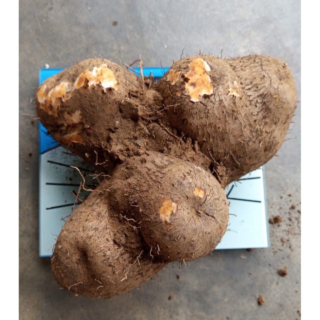 

UWI putih umbi 1 kg/uwi manis