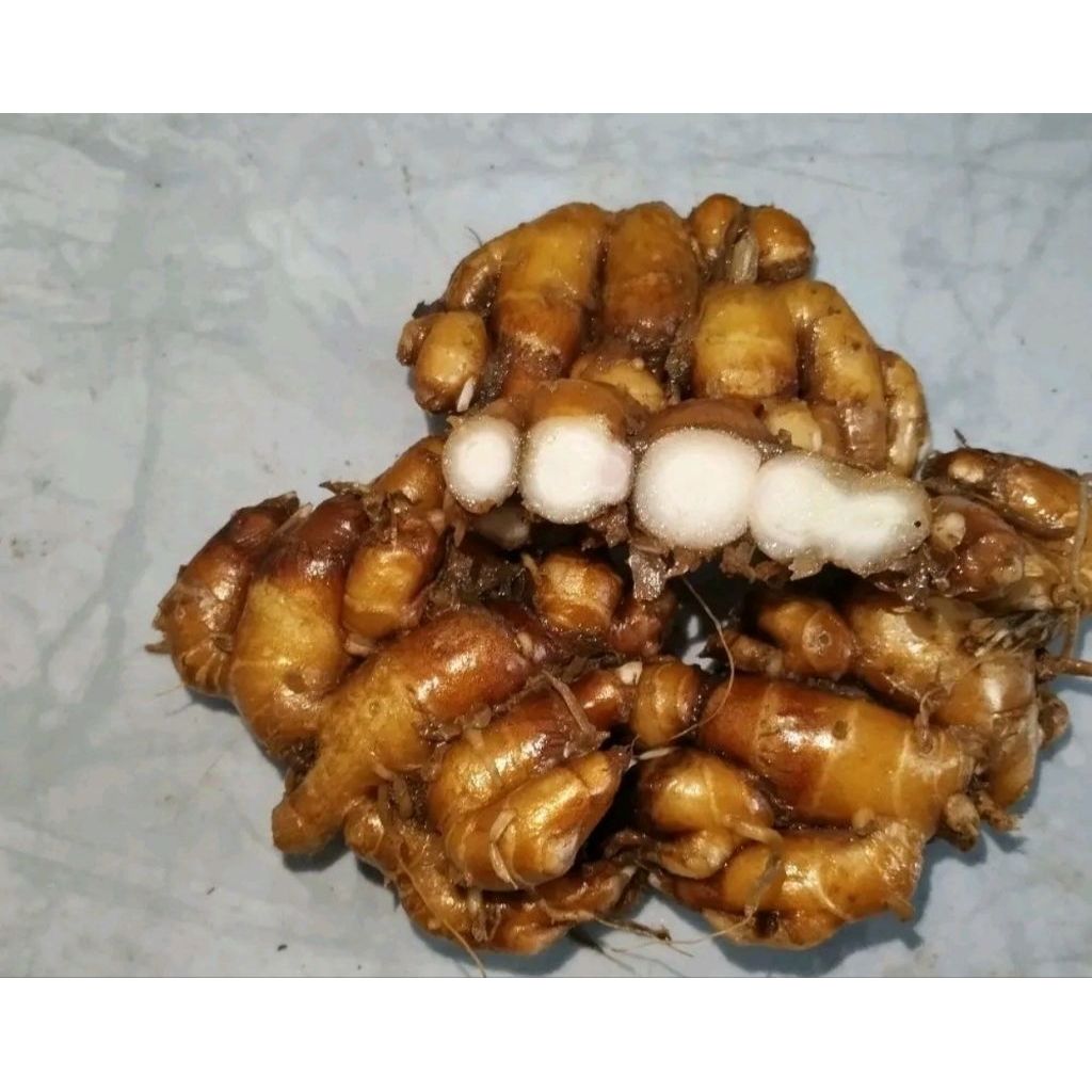 

KENCUR SEGAR 1 KG KENCUR 1 KG ASLI PANDEGLANG BANTEN