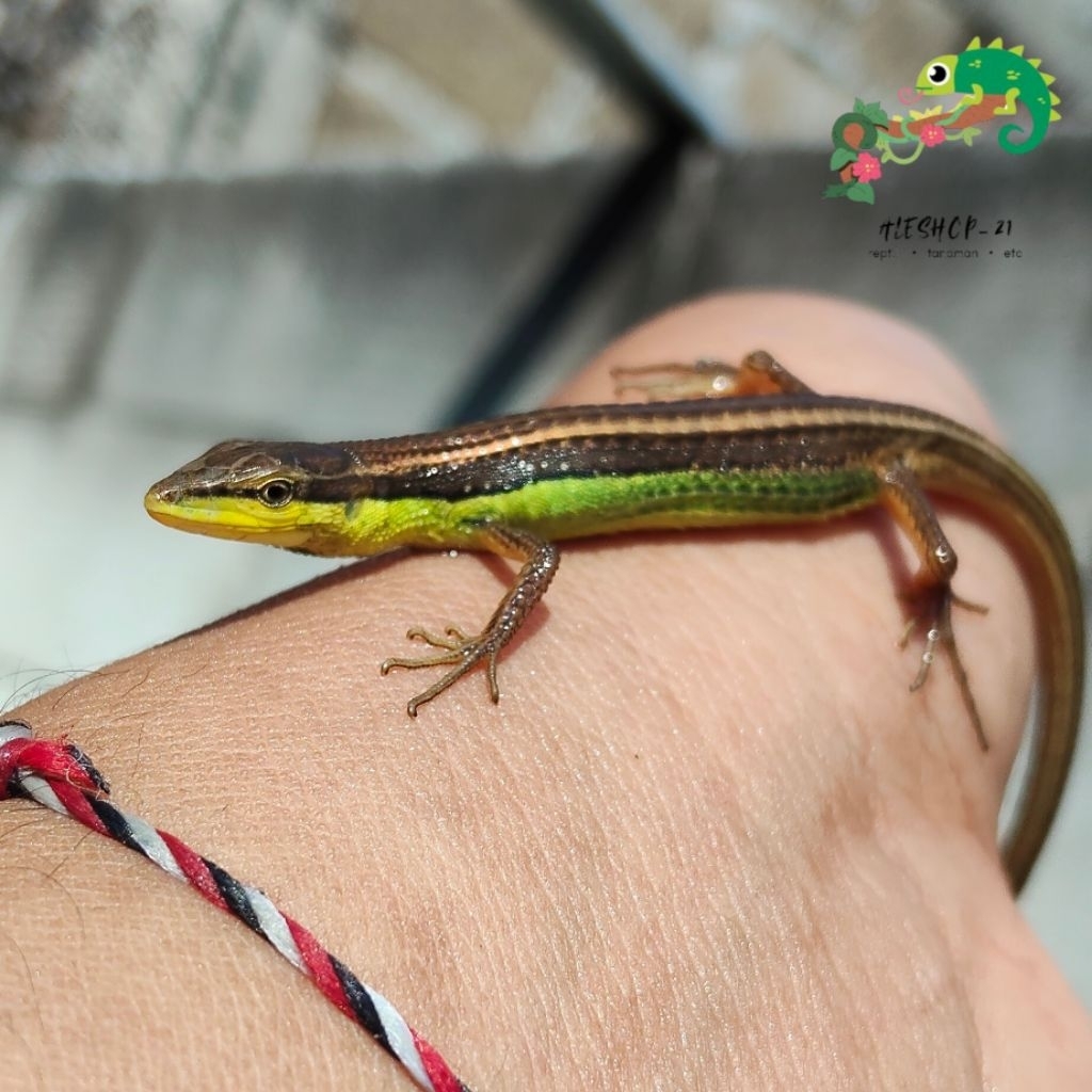 koleksi kadal rumput ekor panjang sungguhan murah