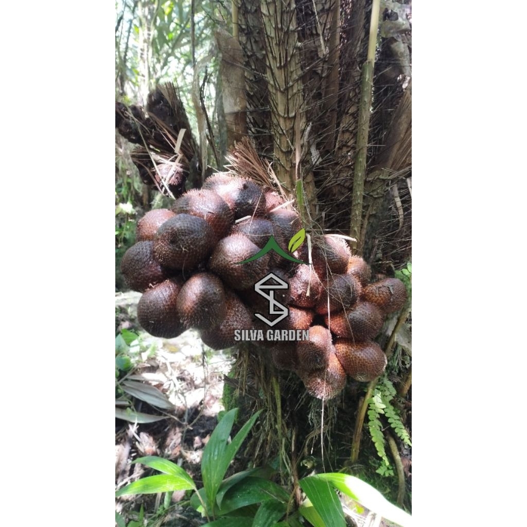 

Paket hemat Salak Pondoh merapi fress Uk.Sedang isi 2kg