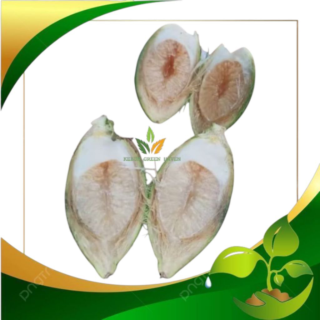 

Promo pinang / Jambe muda / 500gram