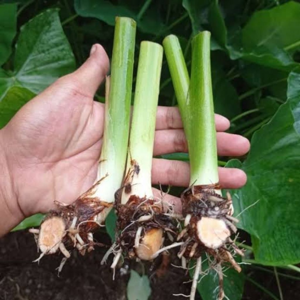 Bibit Talas Beneng Jumbo Asli [GOS] _