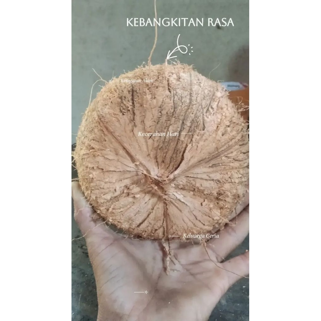 

kelapa tua segar .ukuran(.B./1 pcs