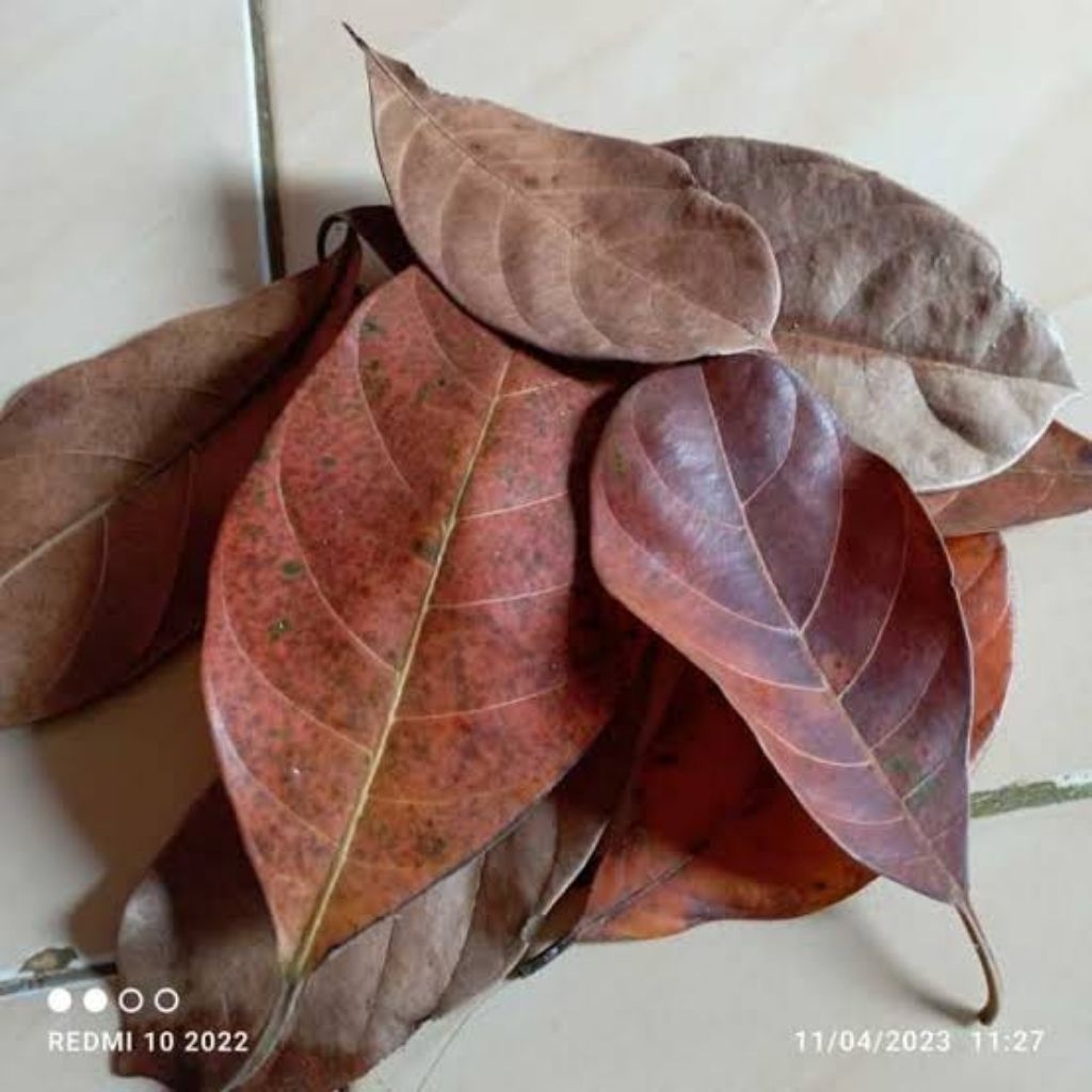 

100 DAUN NANGKA KERING HERBAL ALAMI