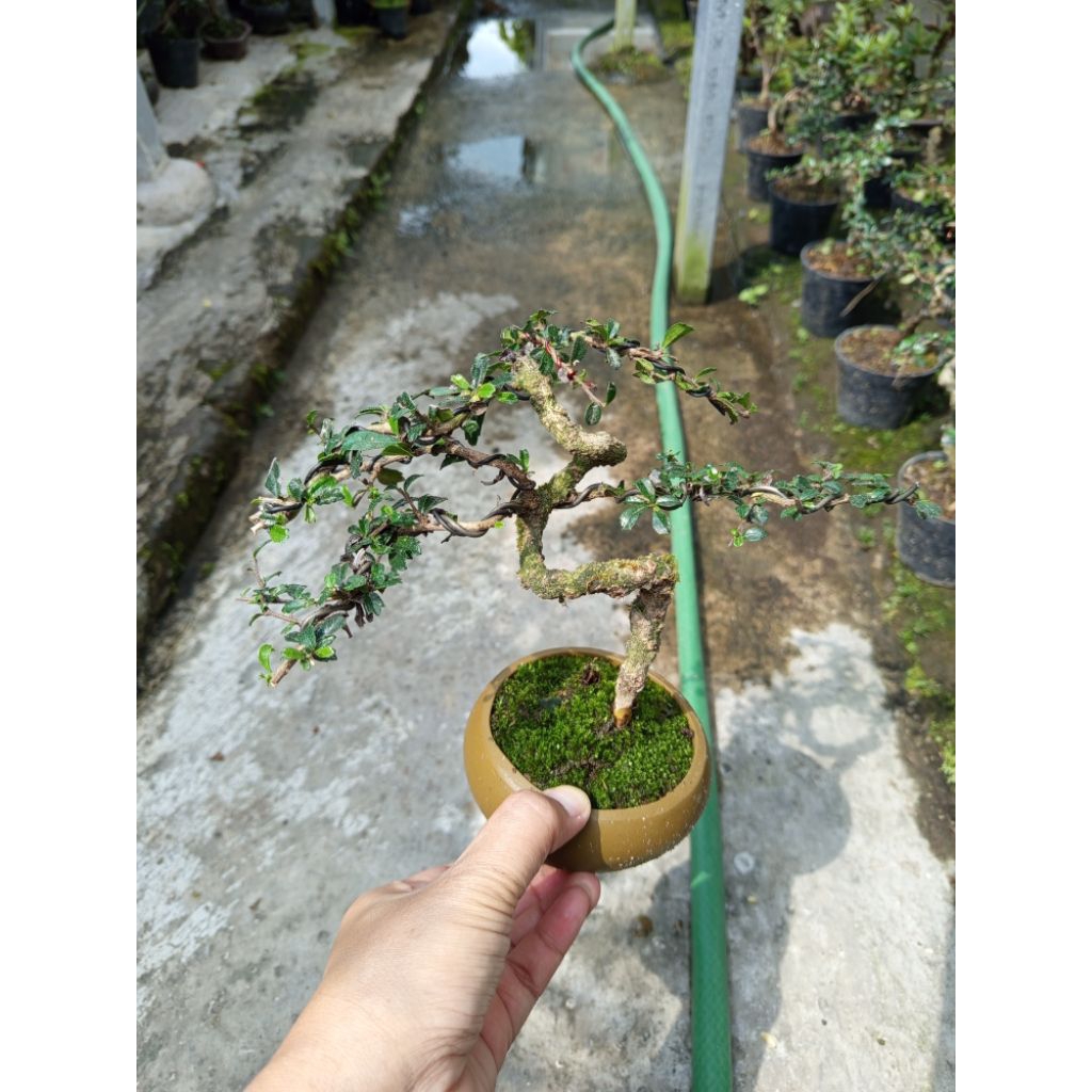 hokiantea micro ( berbunga, berbuah)