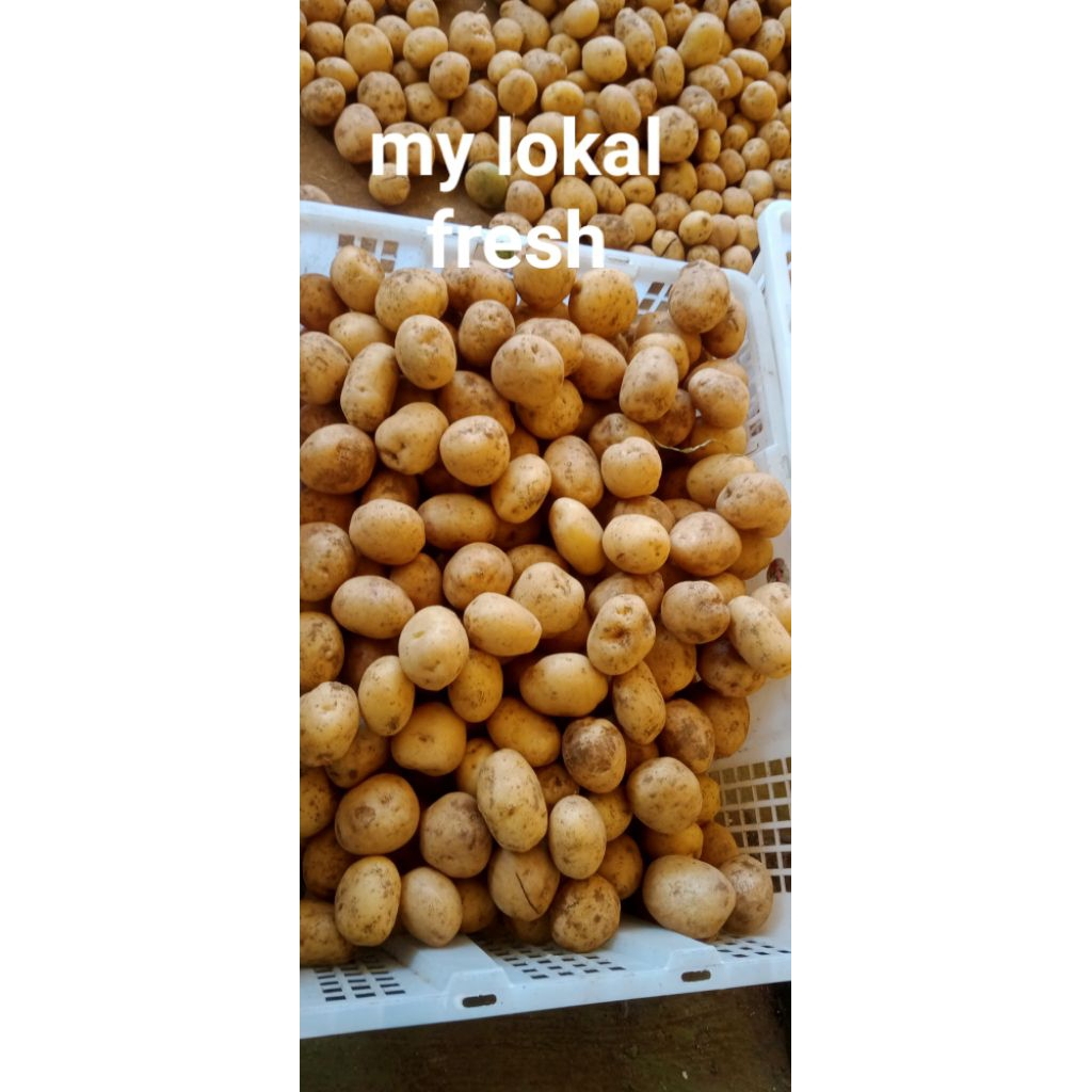 

Kentang Segar ukuran siomay 1kg