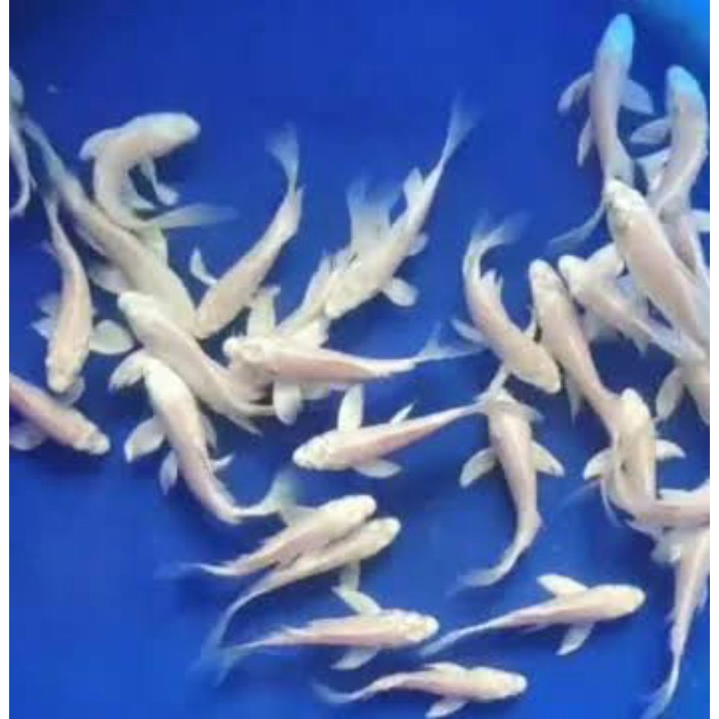 isian aquarium platinum kumpay 7-9