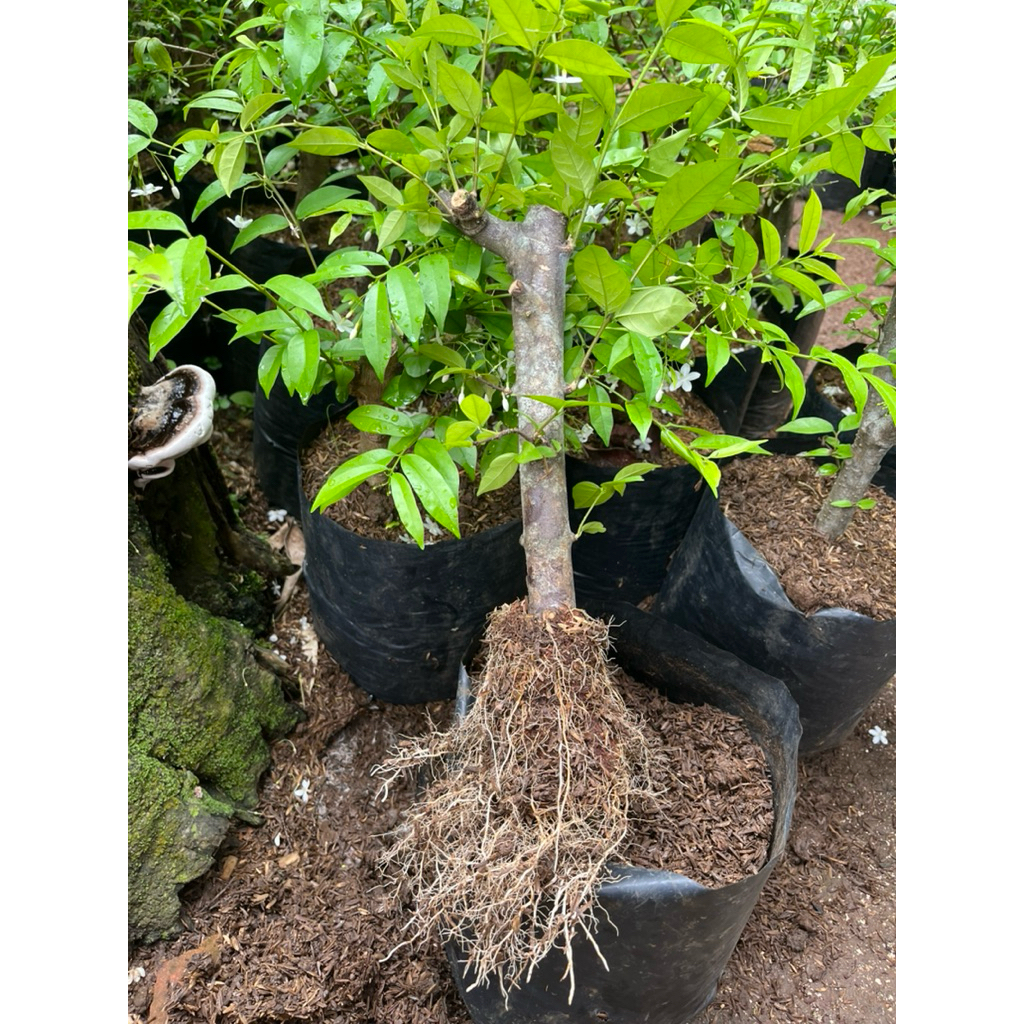 Bahan Prokar Bonsai Anting Putri Hasil Stek