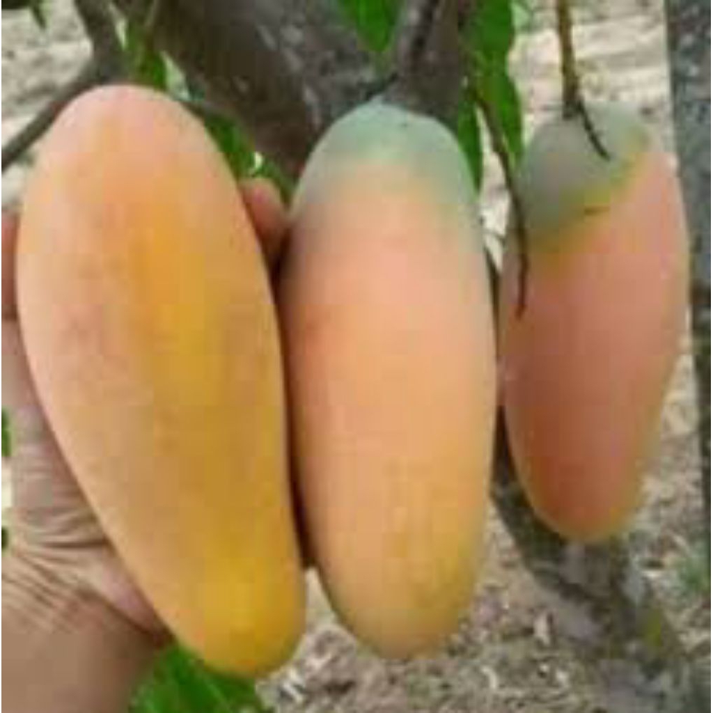 mangga chokanan berbuah