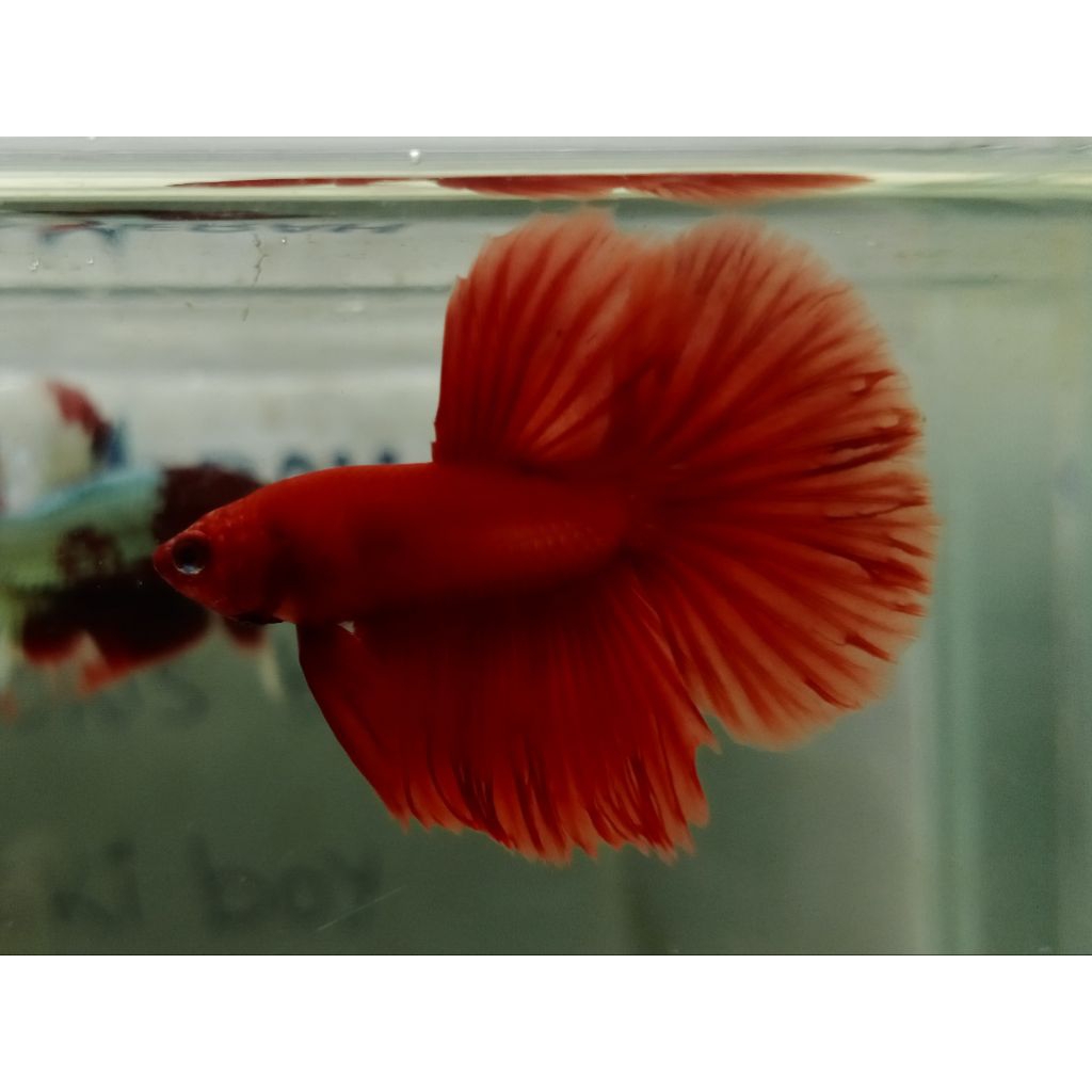 ikan cupang HM super red