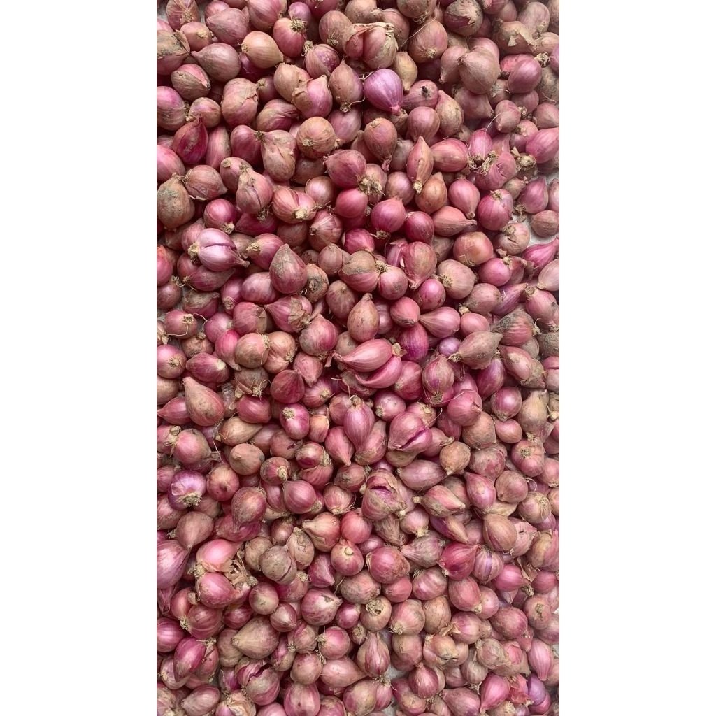 

Bawang Merah Super Kering Bersih