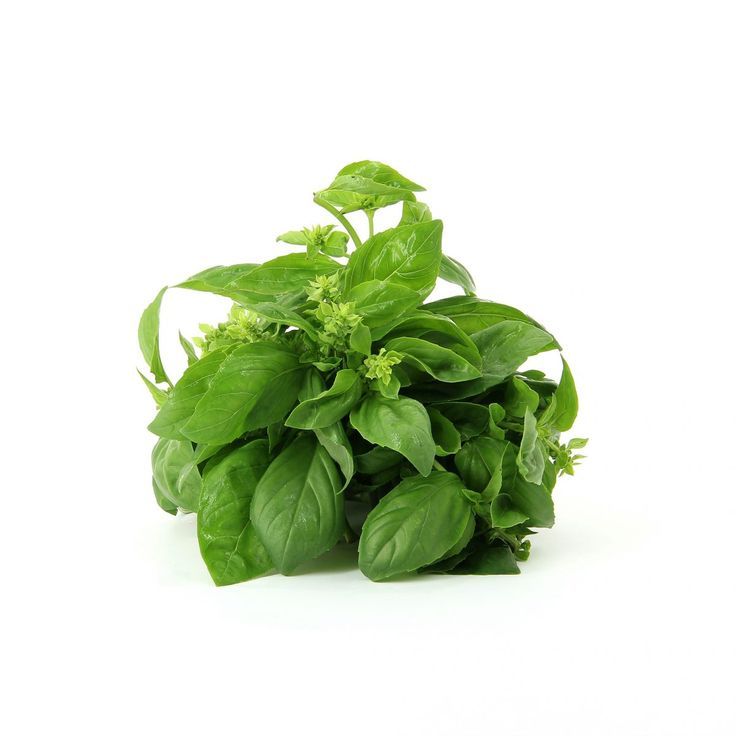 

KIRIM INSTANT Bandung Satu Ikat Daun Kemangi Segar