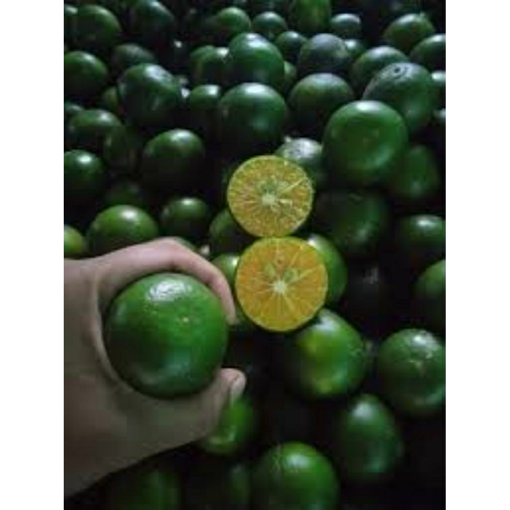 

Jeruk Peras Segar 1kg