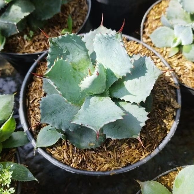 Tanaman Hias Agave Potatorum - Agave Lidah Naga - Butterfly Agave. 